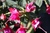 Fuschias_mini