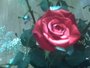 a Rose in Bonavista