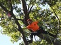 Brooklin Tree Care from Whitby