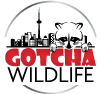Gotcha Wildlife's logo