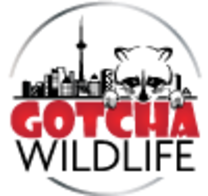 Gotcha Wildlife's logo