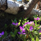 Aquarius Purple in Mississauga