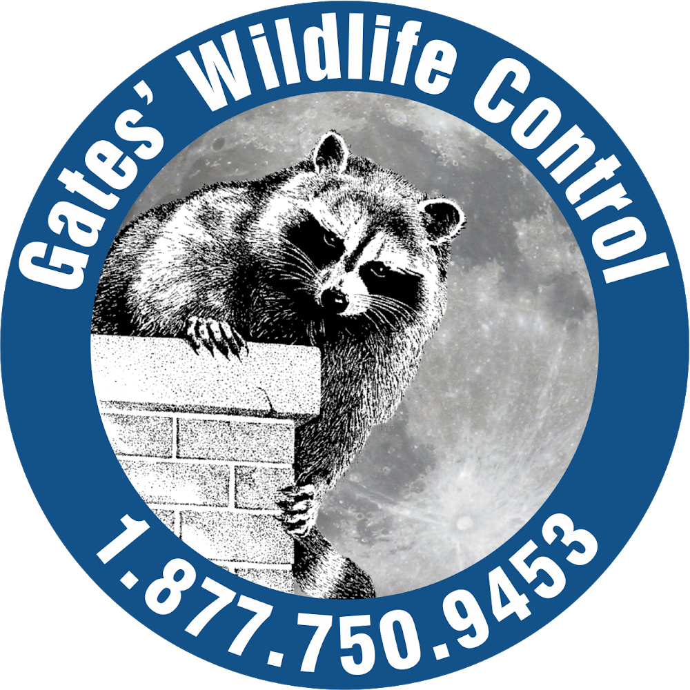 Pest & Animal Control in Richmond Hill | Get Quotes On Homestars