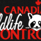 All Canadian Wildlife Control's logo